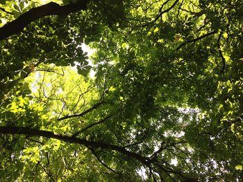 Low angle view of trees against sky