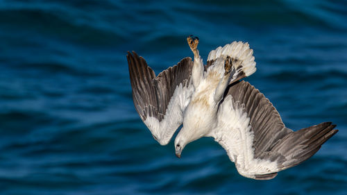 Close-up of bird flying over sea