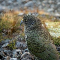 Close-up of a bird perching on rock