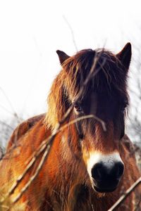 Close-up of horse