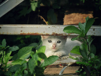 Portrait of cat sitting outdoors