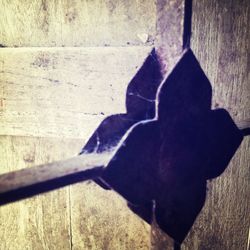 Close-up of black cat