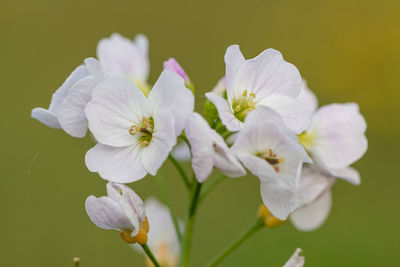 Close up of a cuckooflower in bloom
