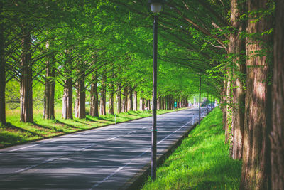 Road amidst trees in forest