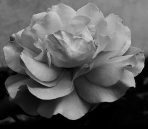 Close-up of rose blooming in garden