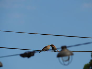 Low angle view of bird perching on cable against sky