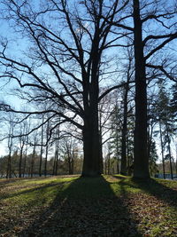 Trees on field against sky