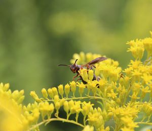 Close-up of bee on yellow flower