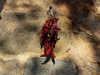 Close-up of insect on rock