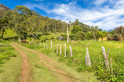 Scenic view of trees on field against sky