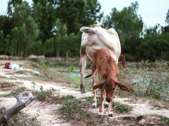 Calf with cow standing on field