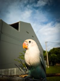 Close-up of bird perching on the wall