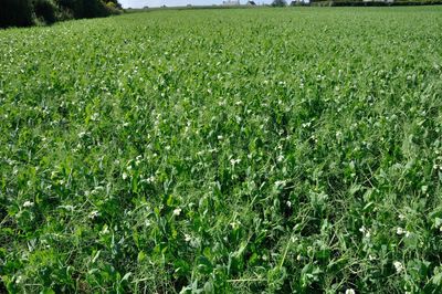 Full frame shot of corn field