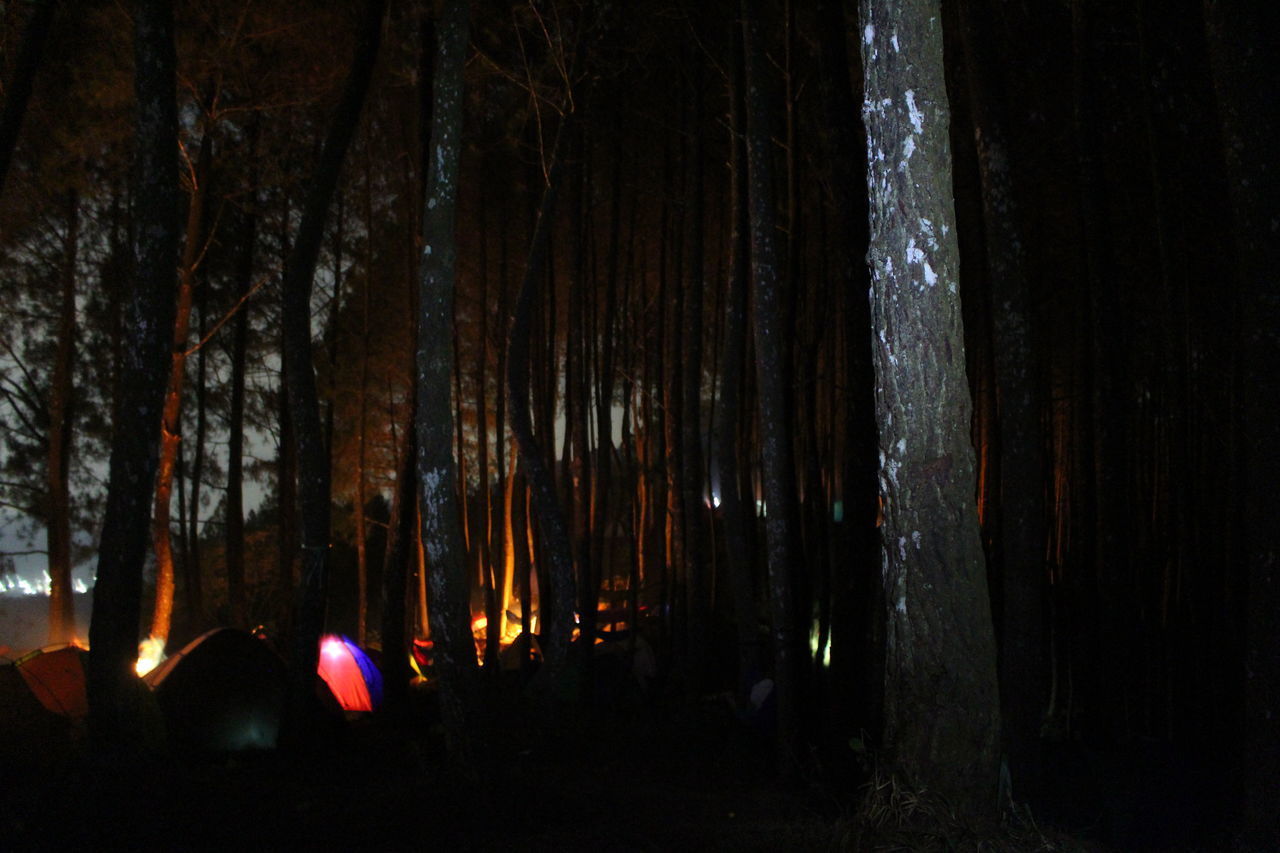 VIEW OF TREES IN THE FOREST