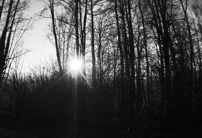 Trees in forest