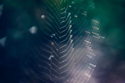 Close-up of leaf in forest