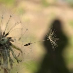 Close-up of dandelion