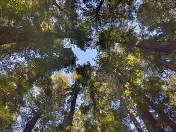 Low angle view of trees