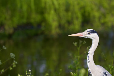 Close-up side view of a bird against blurred background