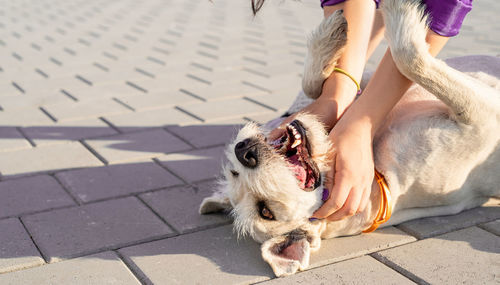 Low section of person with dog on footpath