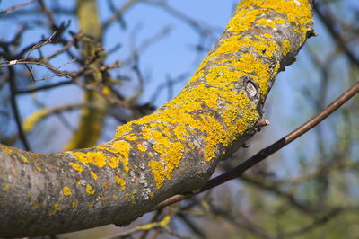 Close-up of yellow branch against tree trunk