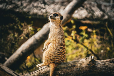 Meerkat looking away