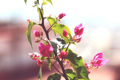 Close-up of pink bougainvillea blooming against sky