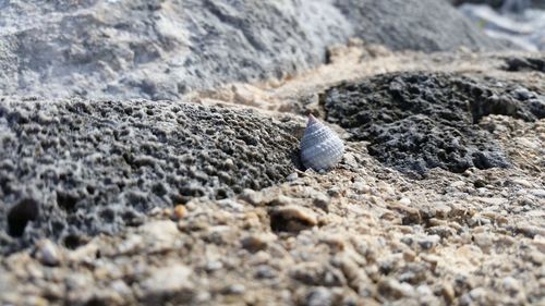 Close-up of seashell on rock at beach