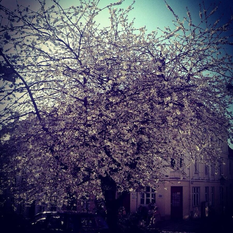 tree, branch, low angle view, building exterior, flower, built structure, architecture, growth, cherry blossom, sky, city, nature, cherry tree, outdoors, bare tree, clear sky, night, blossom, no people