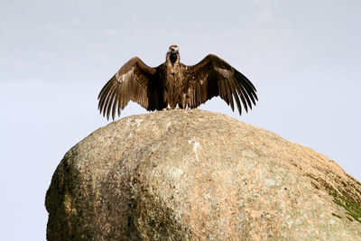 Low angle view of eagle flying against sky