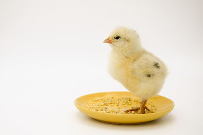 Close-up of white bird against wall