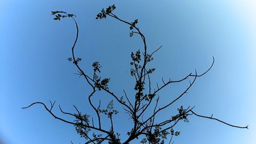 Low angle view of bare tree against clear blue sky