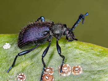 Close-up of insect on leaf