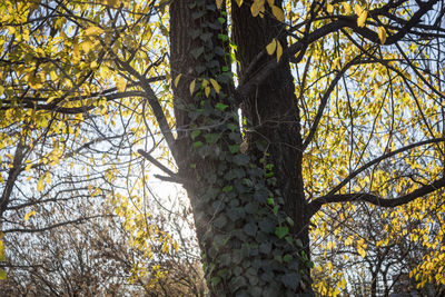 Low angle view of tree trunk during autumn