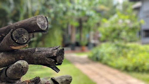 Close-up of old logs by footpath