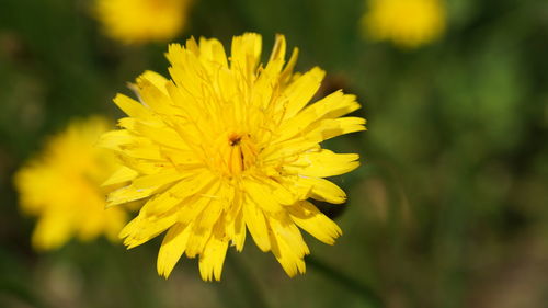 Close-up of yellow flower