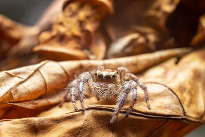 Close-up of spider