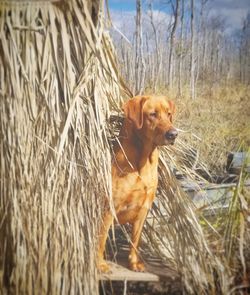 Dog looking away on field