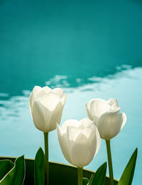 Close-up of white tulips in a green pot. blue background