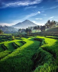 Scenic view of grassy field against sky