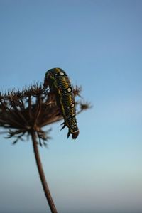 Close-up of insect against clear sky