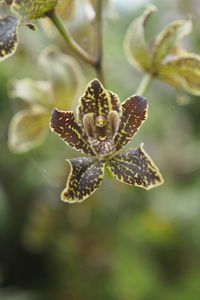 Close-up of flower on plant