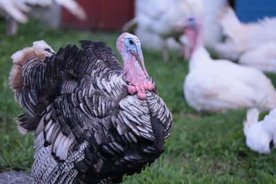 Close-up of turkeys on grass