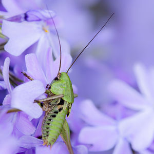 Close-up of insect on flower