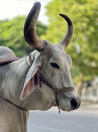 Close-up of a horse