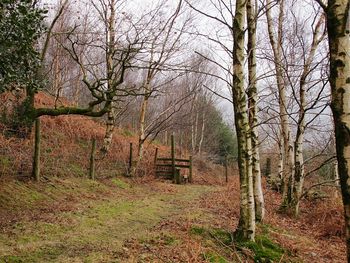 Trees in forest