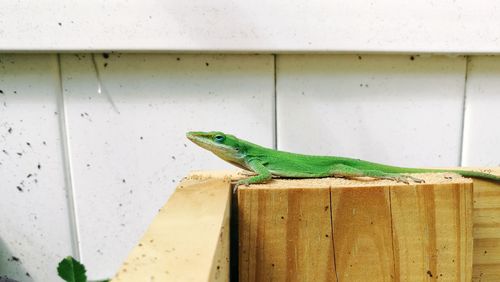 Close-up of lizard perching on wood