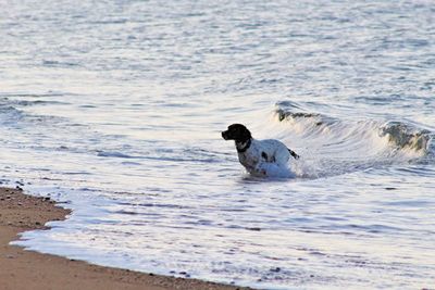 Dog in the sea