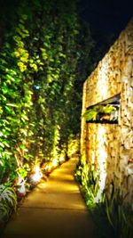 Narrow walkway along trees at night