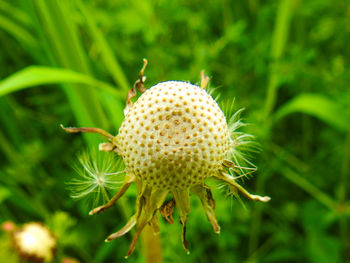 Close-up of plant